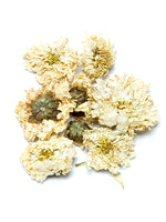 Chrysanthemum Flowers, White Organic